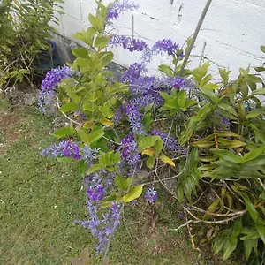 Les Bougainvilliers Le Gosier (Grande-Terre)